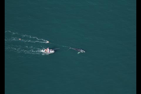 Aerial view of North Atlantic right whale that the team assisted in disentangling